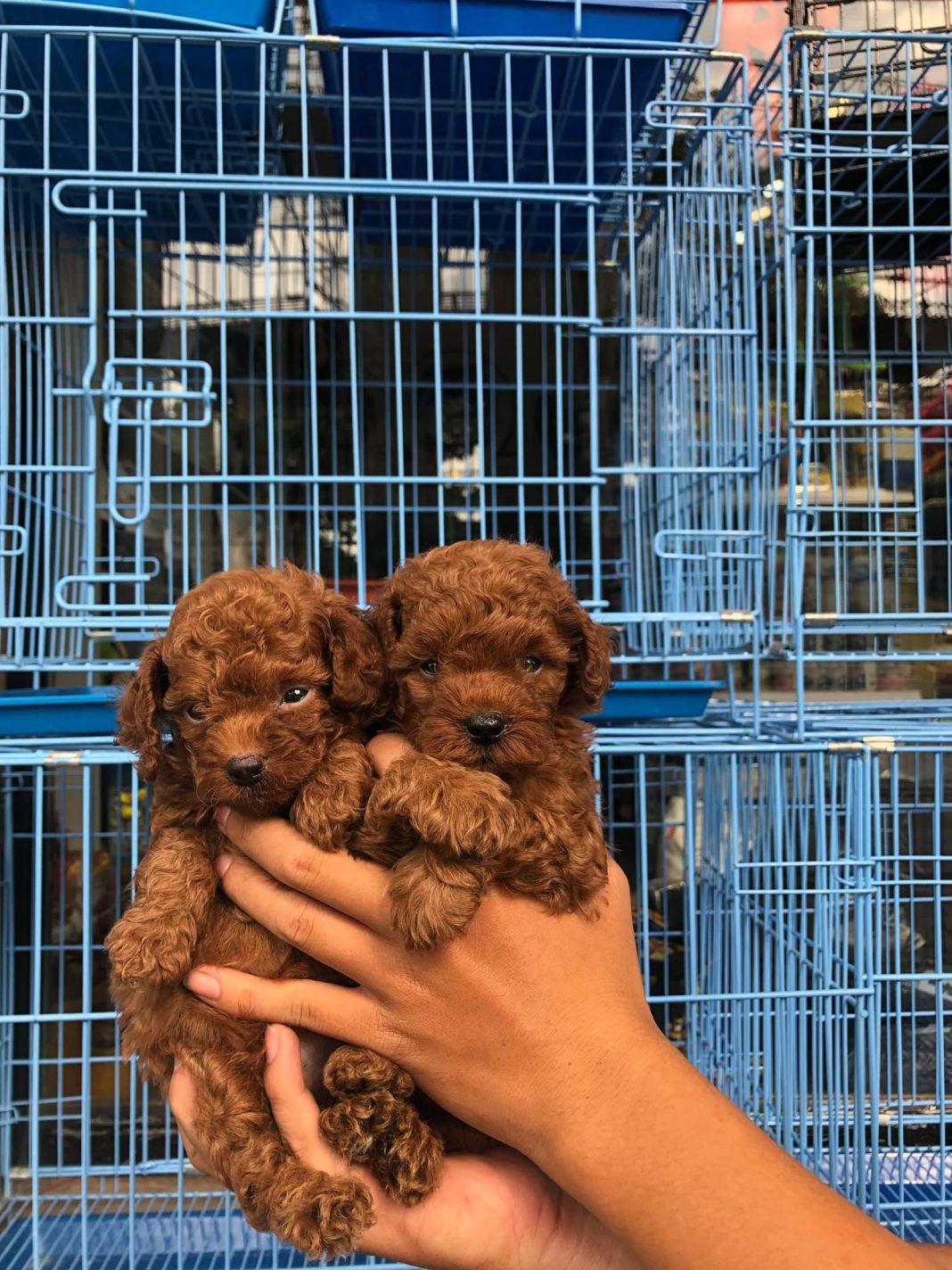 shop thú cưng Biên Hòa shop thú cưng Biên Hòa