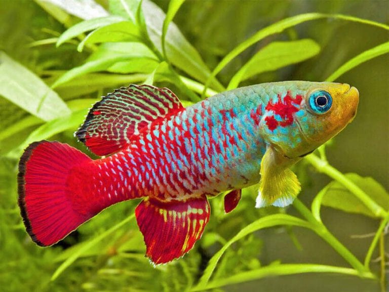 cá cảnh Bắc Ninh cá cảnh Bắc Ninh