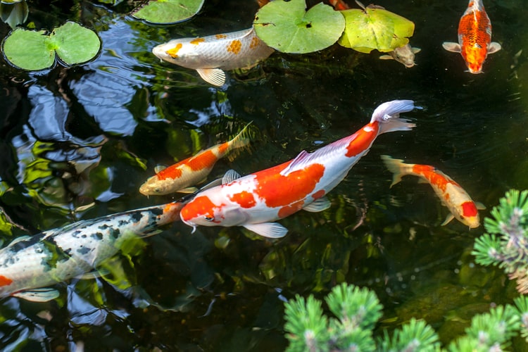 cá koi tây ninh