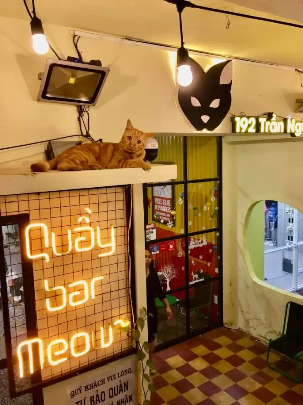Bỏ Túi Top 4 Quán Cafe Mèo Nha Trang Chất Lượng