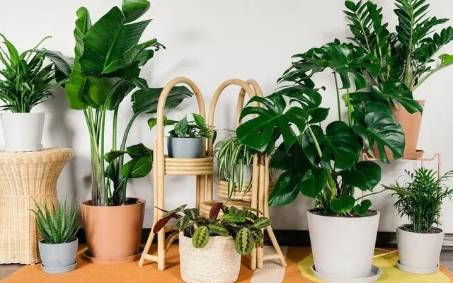 Đừng Bỏ Lỡ Top 5 Địa Điểm Cung Cấp Cây Cảnh Bến Tre Uy Tín