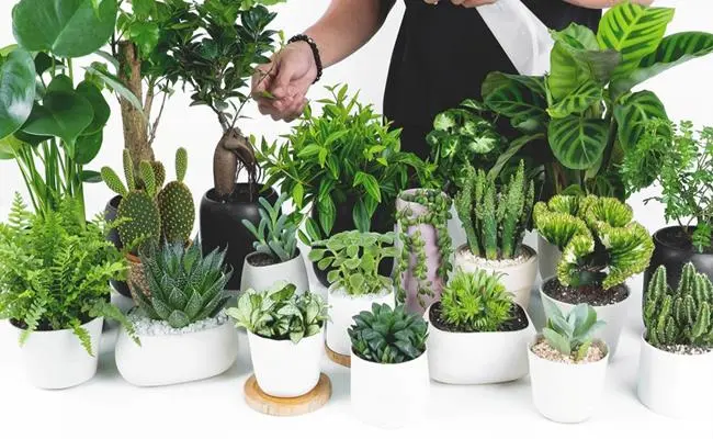 Top 8 Địa Chỉ Cung Cấp Cây Cảnh Cà Mau Nhất Định Bạn Sẽ Cần