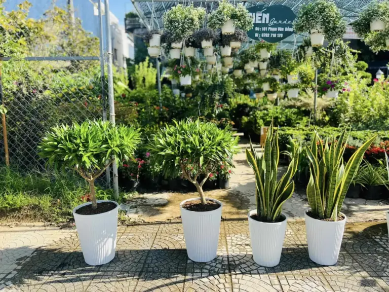 TOP 10 Đơn vị Cung Cấp Cây Cảnh Huế Bạn Không Nên Bỏ Qua