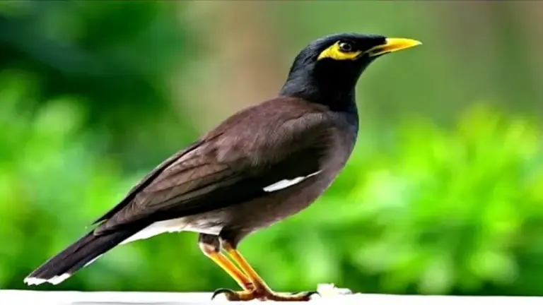 Top 10 Cửa Hàng Chim Cảnh Quy Nhơn Chất Lượng