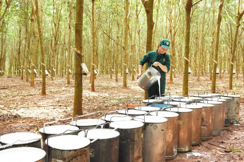 Khám Phá Top 7 Công Ty Sản Xuất Cao Su Tốt Nhất Hiện Nay