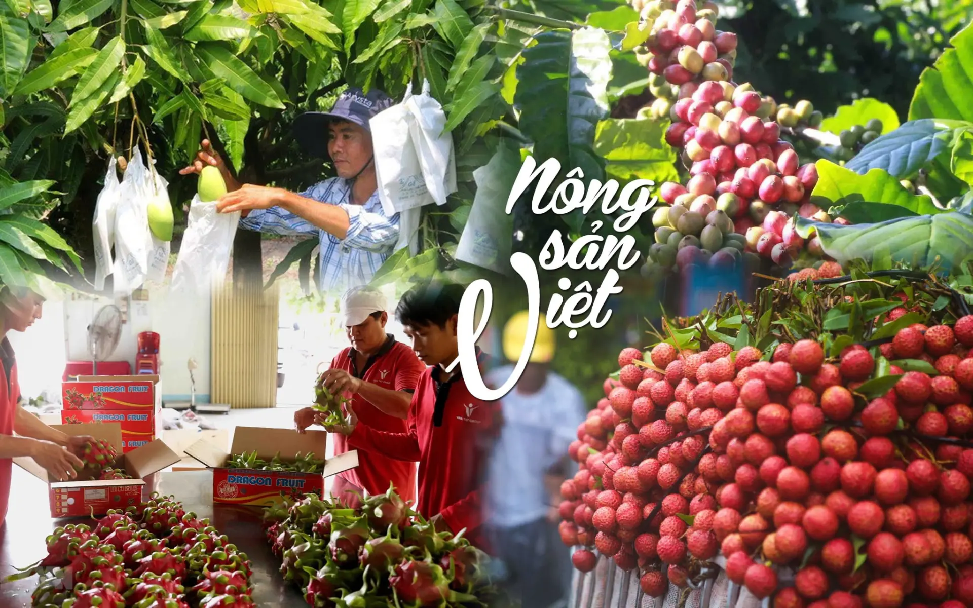 Tìm Hiểu Những Công Ty Xuất Khẩu Nông Sản Đáng Tin Cậy Hiện Nay