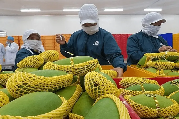 Đừng Bỏ Qua Top 5 Công Ty Xuất Khẩu Trái Cây Hàng Đầu Việt Nam