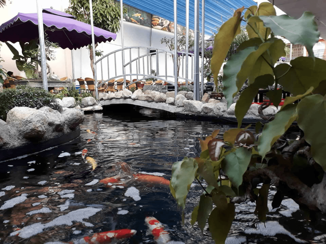cà phê cá koi nha trang cà phê cá koi nha trang