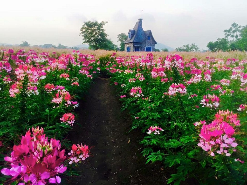 Khu Du Lịch Điện Ảnh Rose Garden