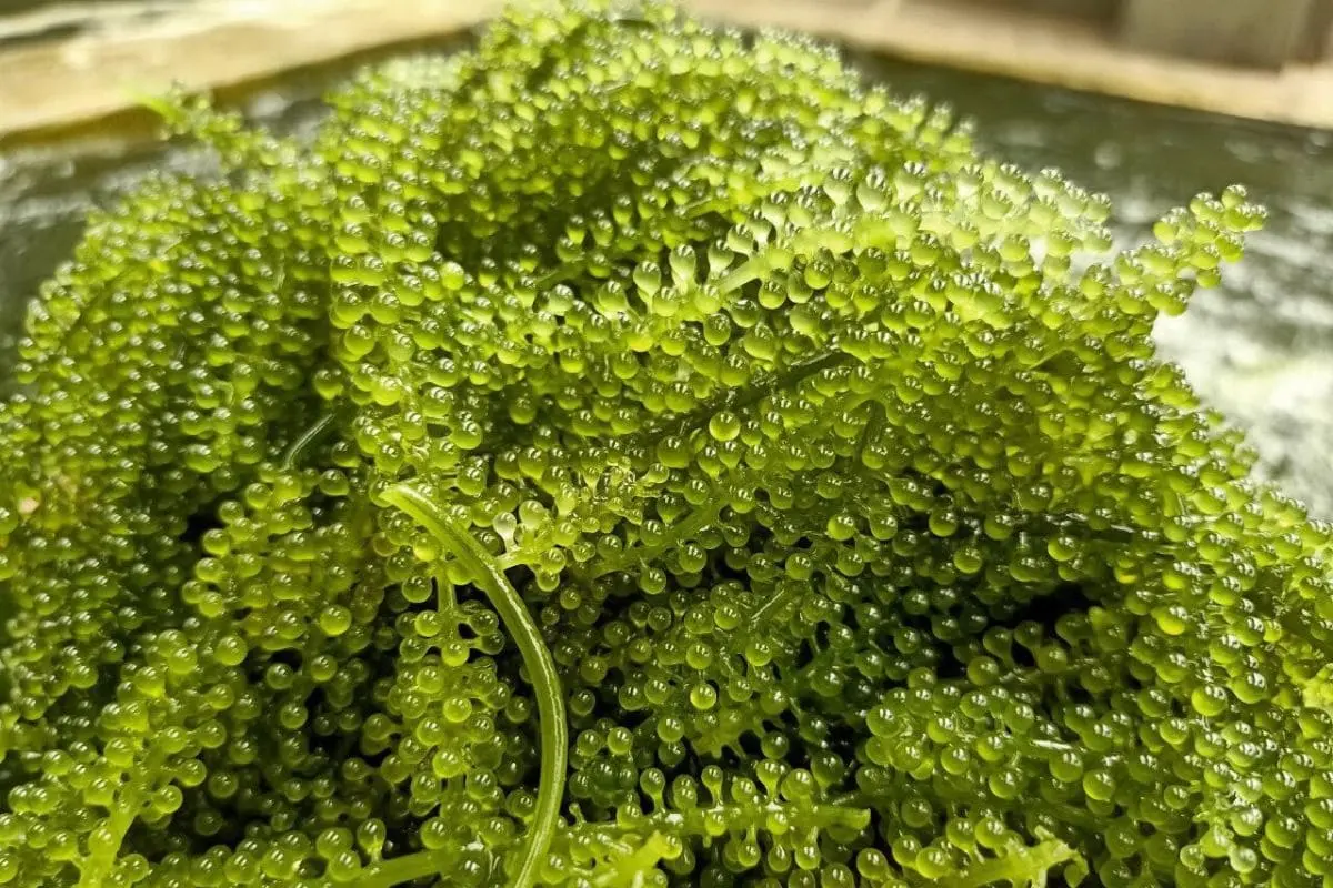 Quán ăn vặt ở đường 30/4 Phú Quốc