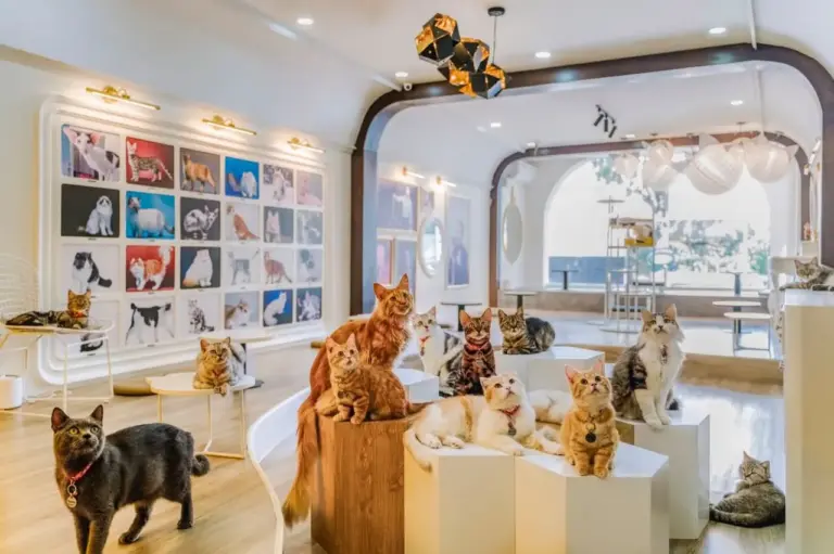 Lạc Lối Top 10 Quán Cafe Thú Cưng Ở Sài Gòn Thu Hút Các Sen