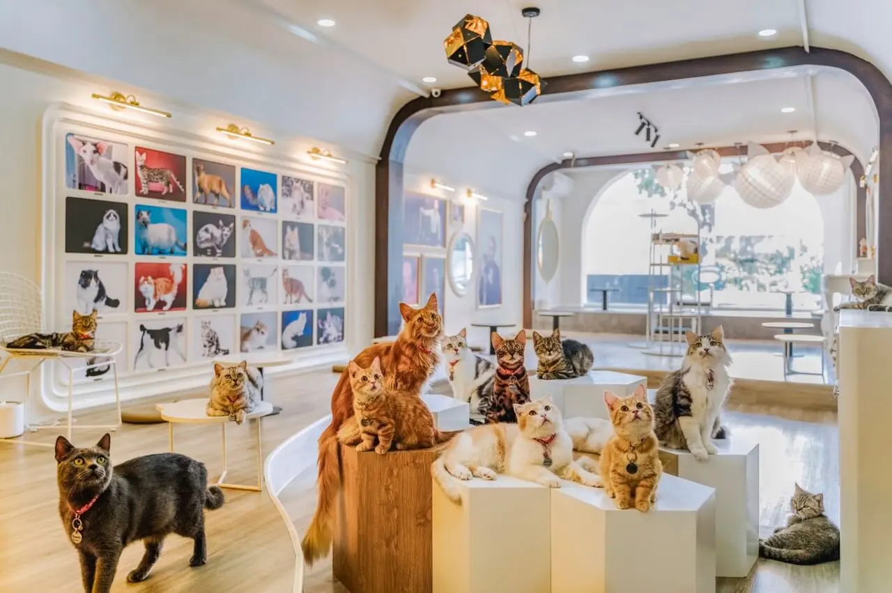 Lạc Lối Top 10 Quán Cafe Thú Cưng Ở Sài Gòn Thu Hút Các Sen