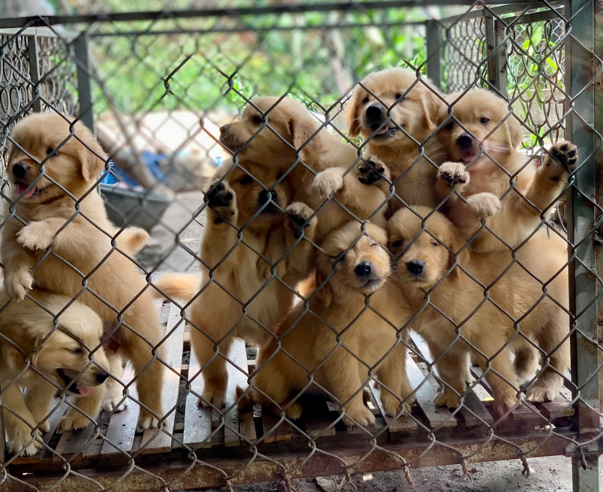 Shop Thú Cưng Quảng Ngãi