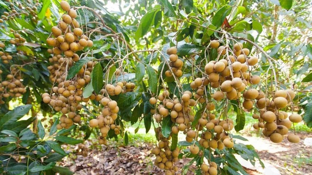 vườn trái cây bến tre vườn trái cây bến tre