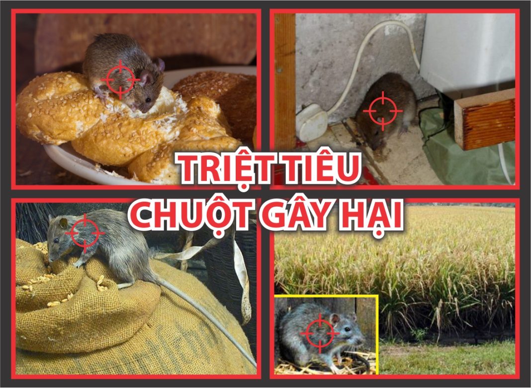 diệt chuột Thanh Hoá diệt chuột Thanh Hoá