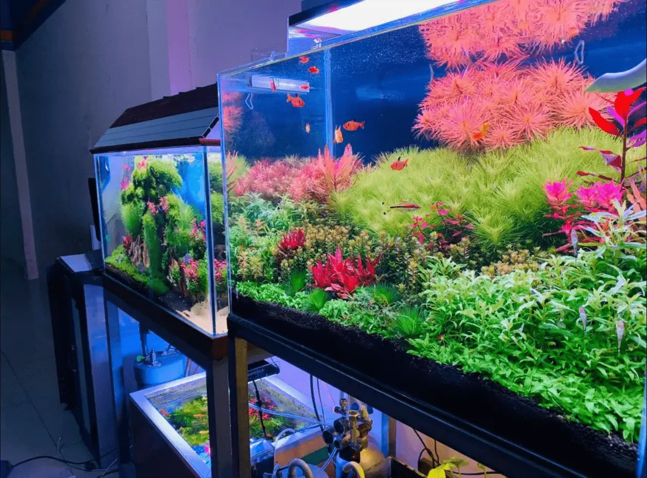 Bật Mí Top 10 Shop Thủy Sinh Hà Nội Uy Tín, Giá Rẻ