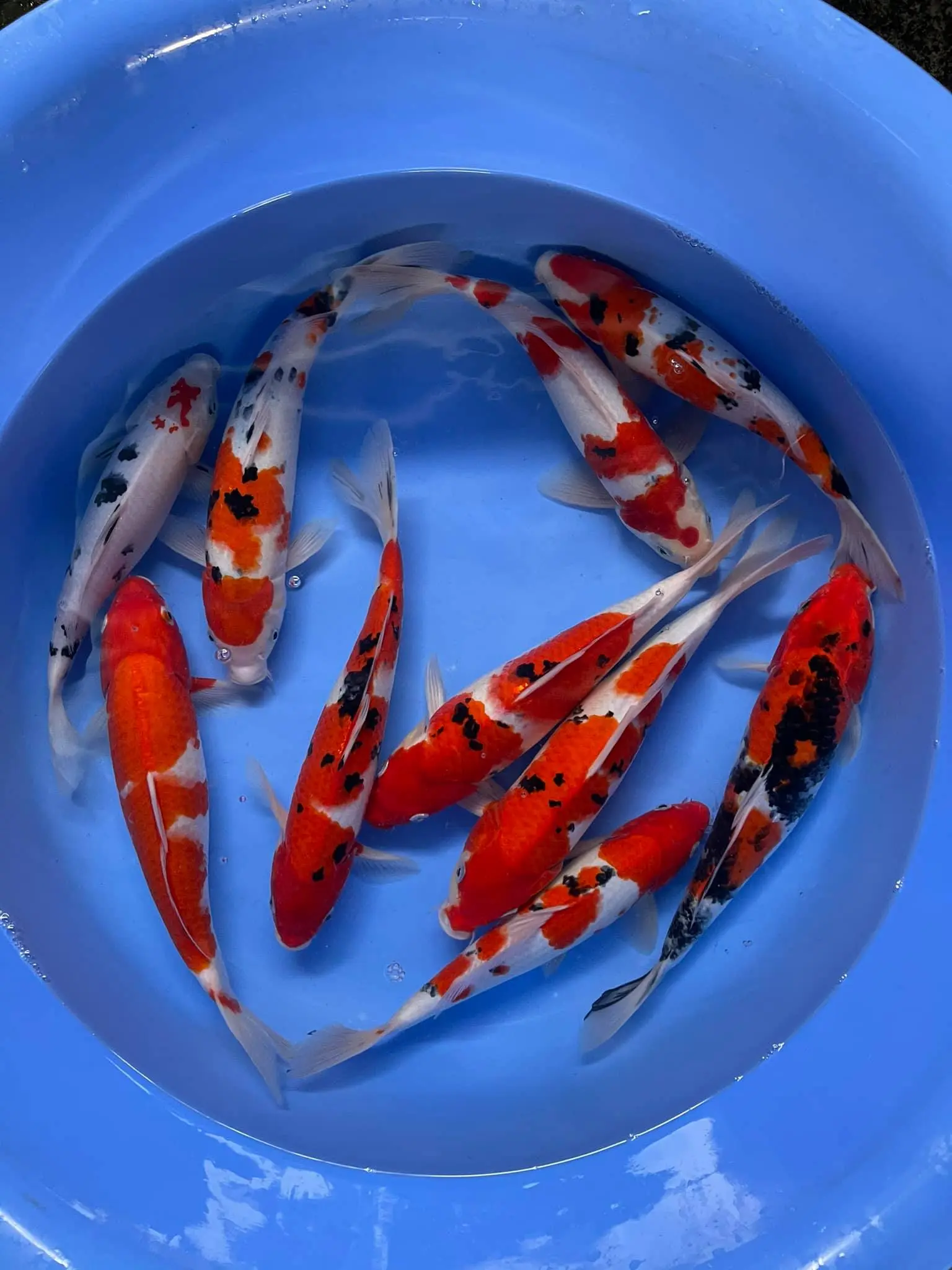 Cửa Hàng Kaitashi