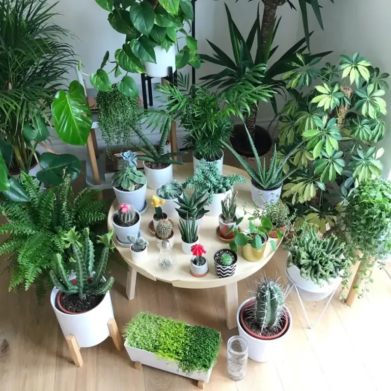 Đừng Bỏ Lỡ Top 10 Địa Điểm Cây Cảnh Hạ Long Độc Lạ Nhất