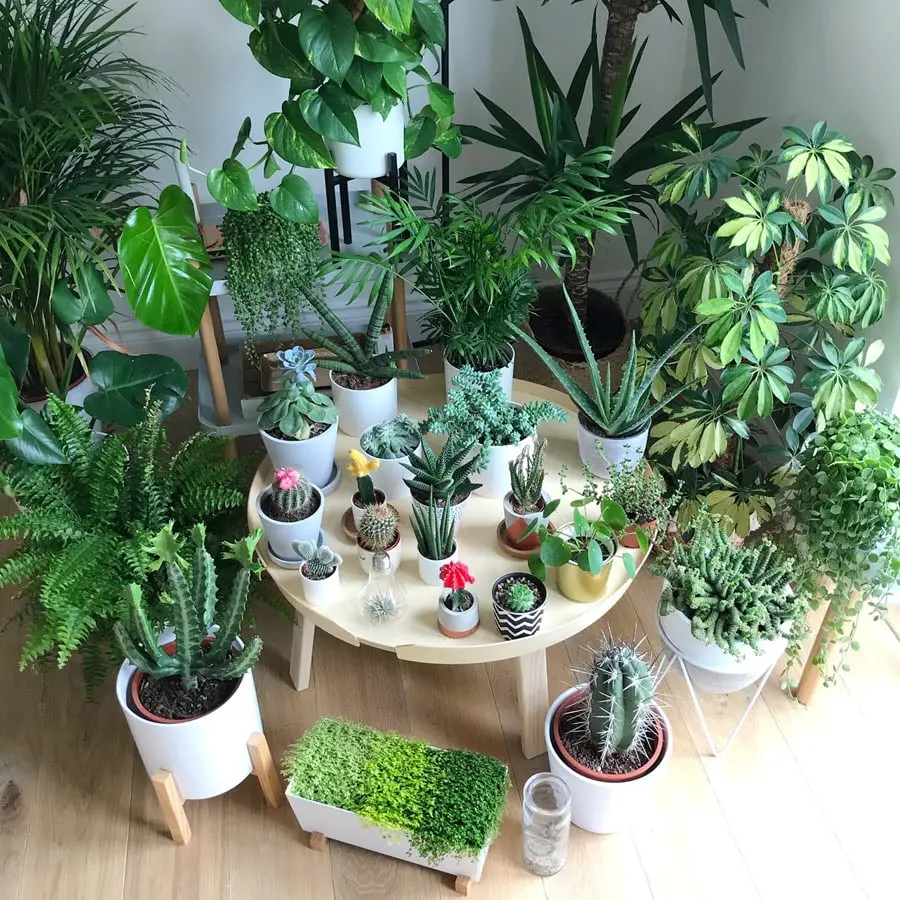 Đừng Bỏ Lỡ Top 10 Địa Điểm Cây Cảnh Hạ Long Độc Lạ Nhất
