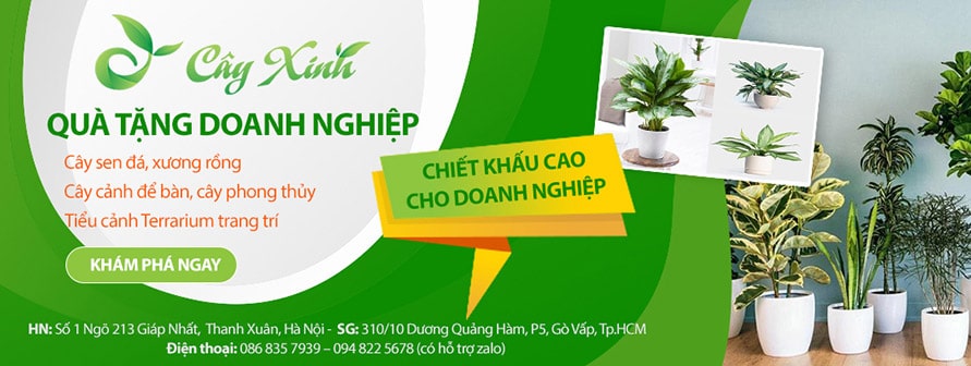 shop cây cảnh tphcm