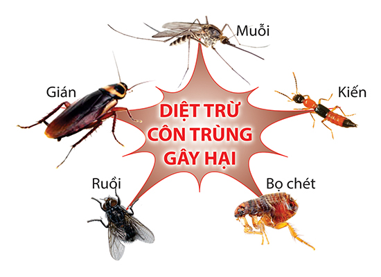 diệt côn trùng Đăk Lăk