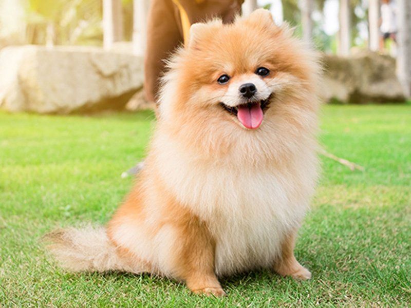 cửa hàng thú cưng Đà Nẵng Petmart
