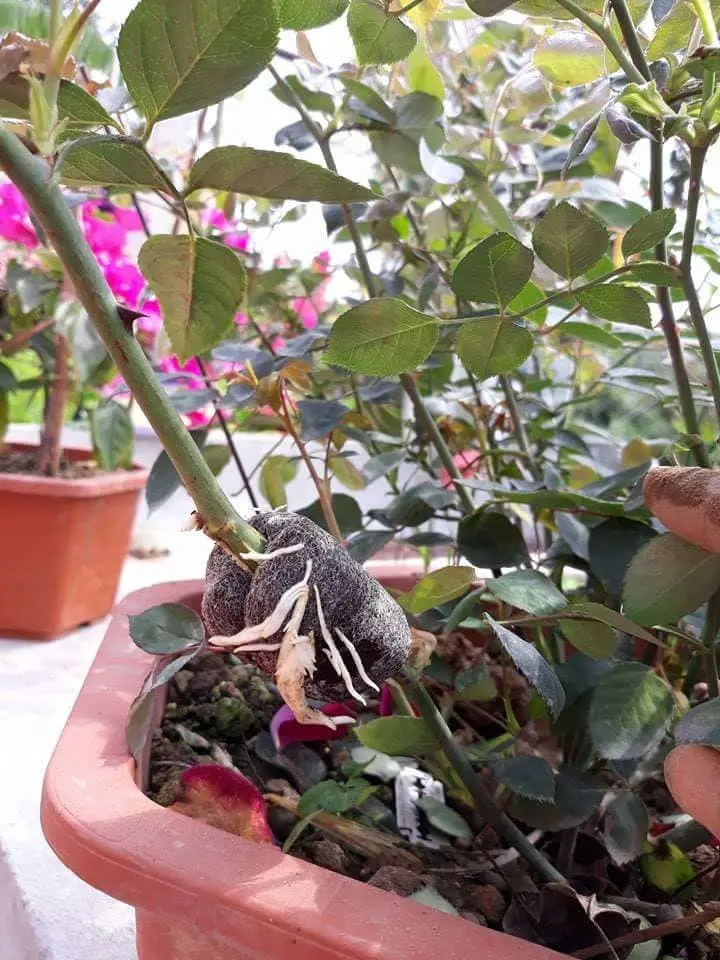 cửa hàng điện thoại Thái Bình Cửa hàng điện thoại Thái Bình
