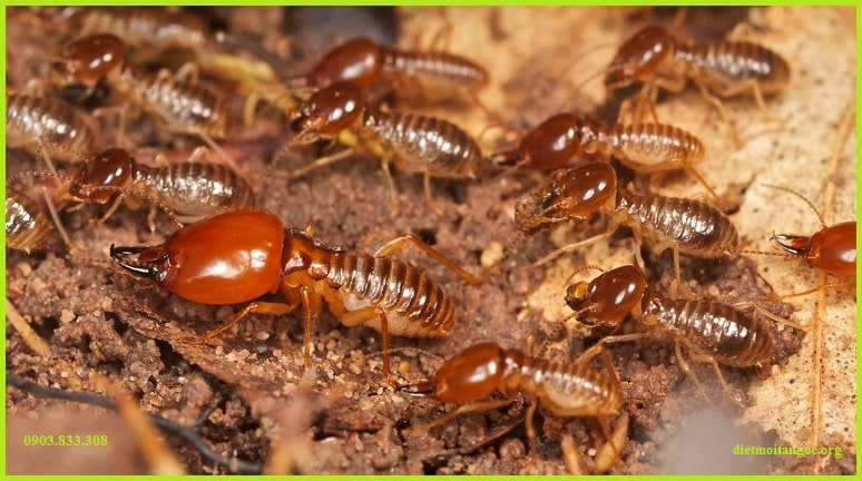 diệt mối Biên Hòa Đại Toàn Việt