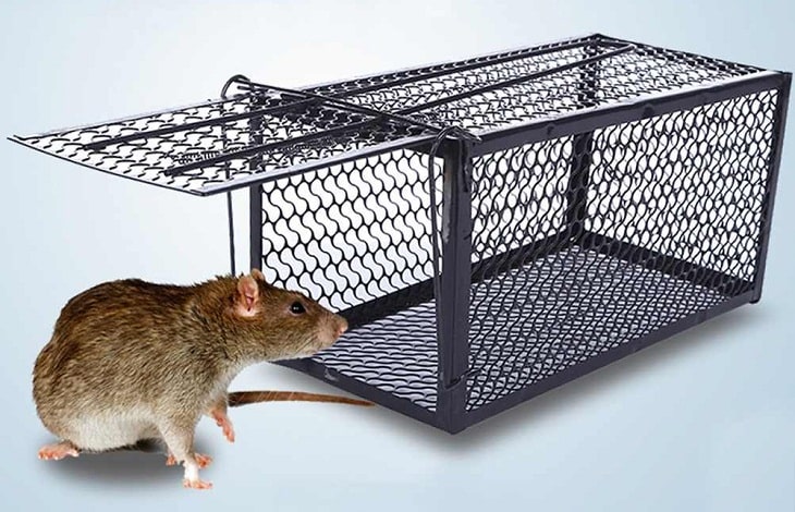 Diệt chuột Đà Nẵng Nano Vina Pest Control