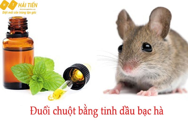 Hải Tiến