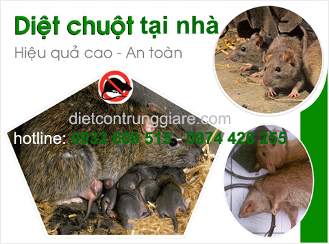 diệt chuột Hà Nội