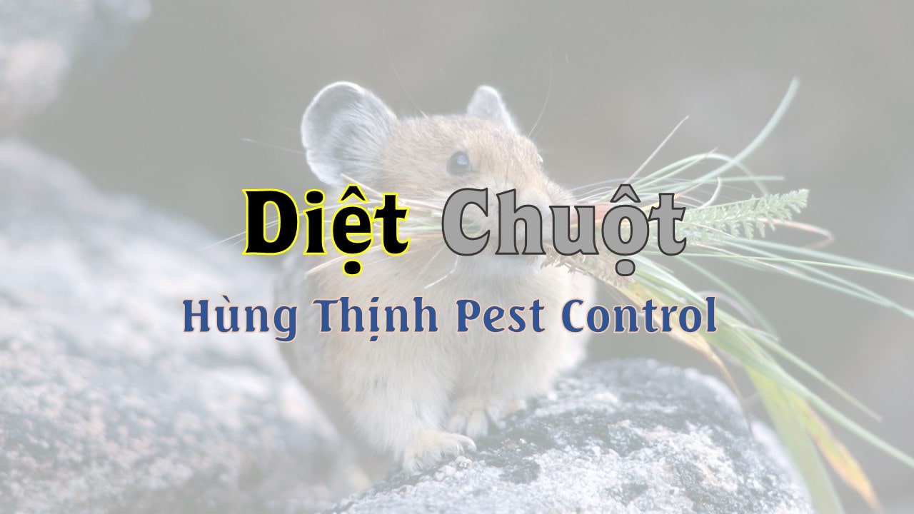 Diệt chuột Hà Nội