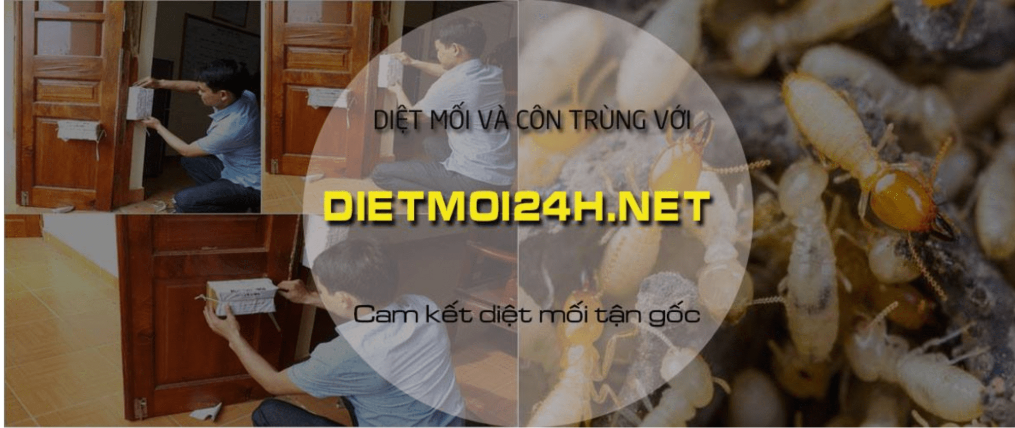 Diệt mối 24h