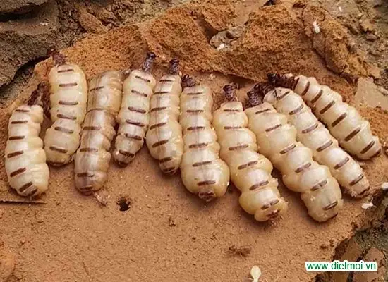 Giá nhôm hệ thuỷ lực Giá nhôm hệ thuỷ lực