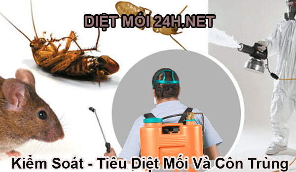 diệt mối Sapa