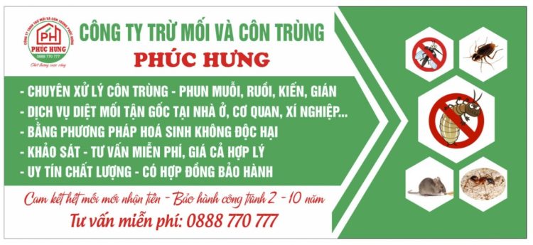 diệt mối tại Quảng Nam
