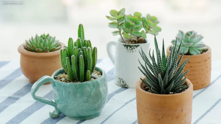 Ngất Ngây Với Top 5 Điểm Bán Cây Cảnh Quy Nhơn Siêu Đẹp