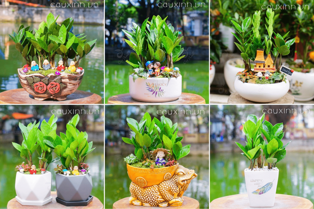 cây cảnh Thanh Hoá cây cảnh Thanh Hoá