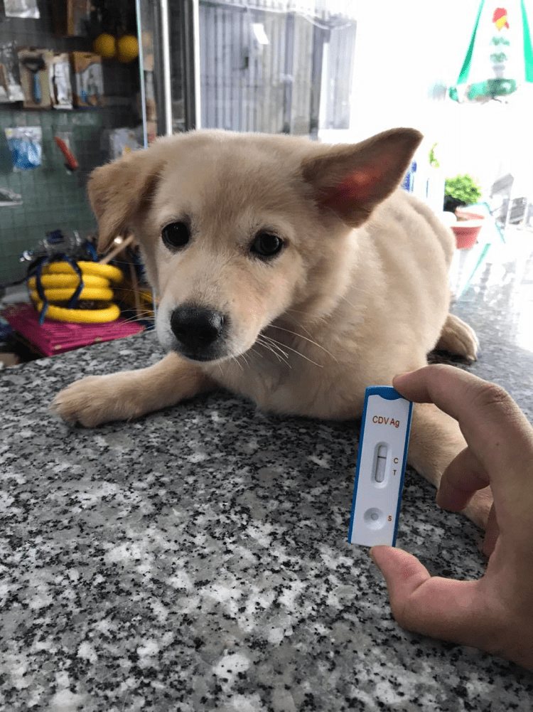 Phòng Khám Thú Y Và Pet Shop Toàn Hương