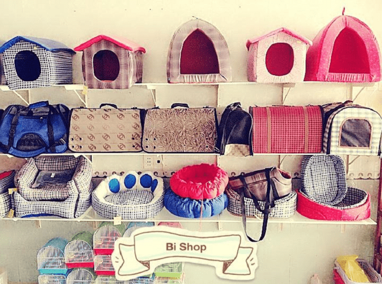 shop thú cưng Vũng Tàu Bi Shop