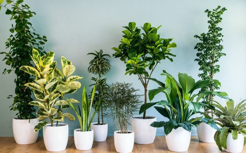 cây cảnh Tiền Giang cây cảnh Tiền Giang