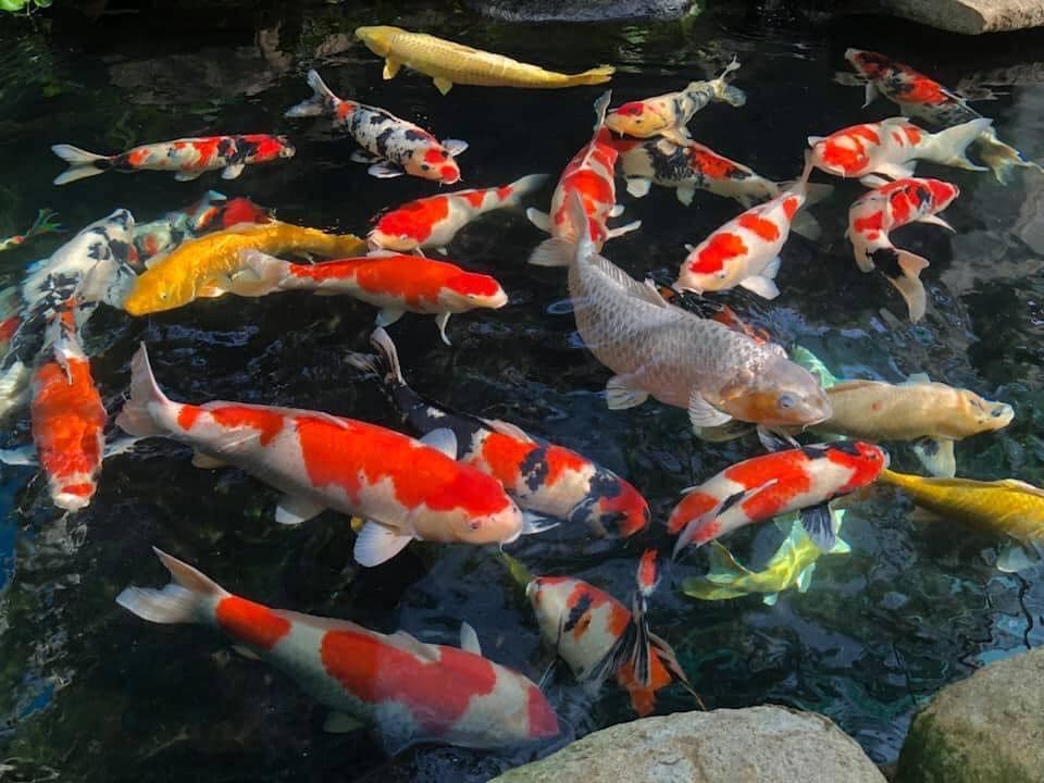 Mekong Koi