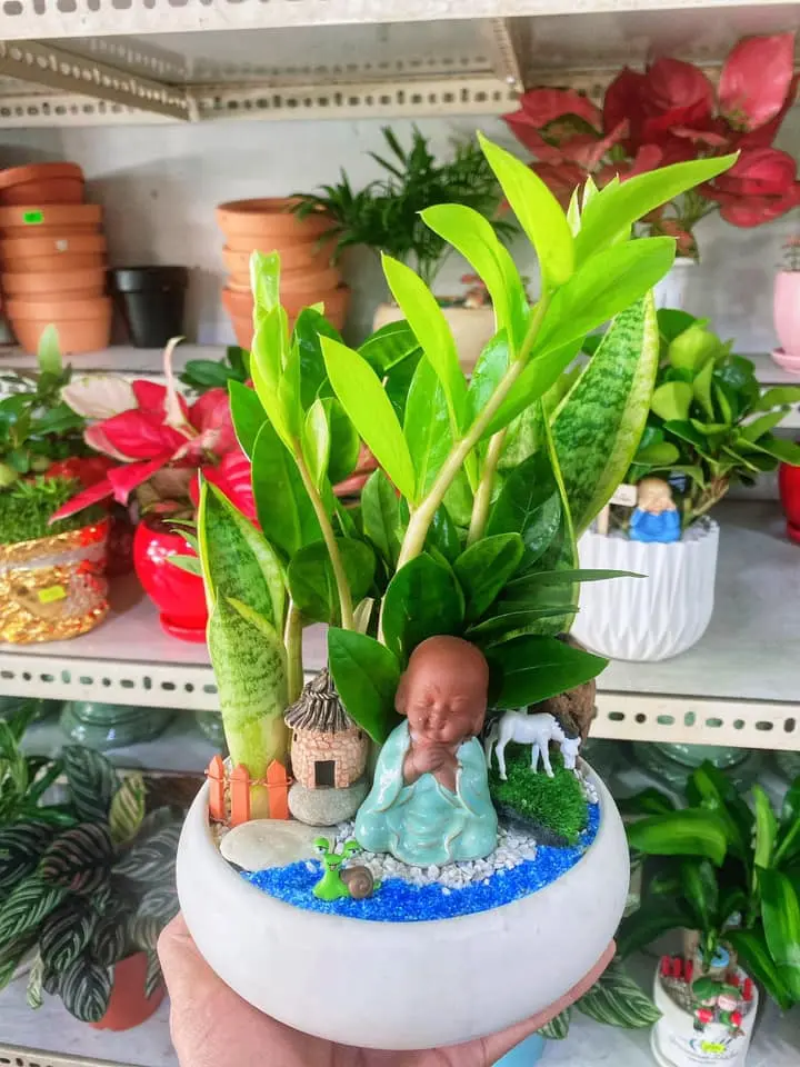 Note Ngay Top 10 Địa Chỉ Bán Cây Cảnh Cần Thơ Đẹp Nhất