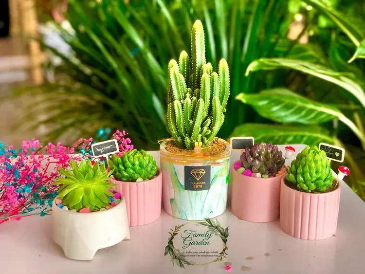 Bỏ Túi Top 4 Cửa Hàng Bán Cây Cảnh Thái Nguyên Nổi Tiếng