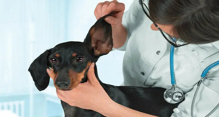 sơn tĩnh điện Quảng Nam