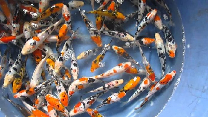 Khám Phá Top 5 Cửa Hàng Cá Koi Gia Lai Tốt Nhất Hiện Nay