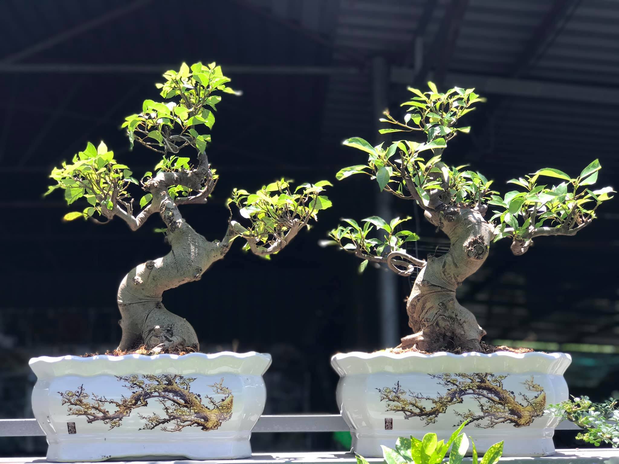 cây giống vũng tàu cây giống vũng tàu