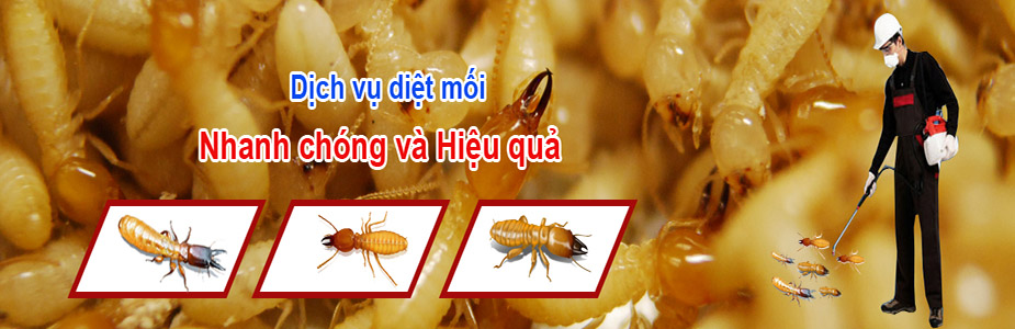 diệt mối quận 2 Công Ty Thành Sinh