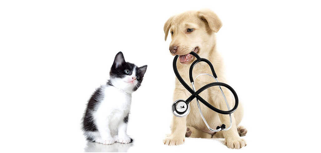 Phòng Khám Thú Y Đà Lạt Phòng Khám Thú Y Đà Lạt