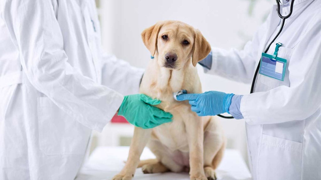 phòng khám thú y Ninh Thuận Thú Y Pet'shop